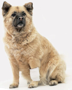 Herbal Remedies for Pets Image